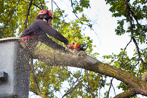 How Our Tree Care Process Works  in  Pearl River, LA